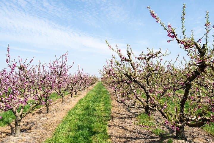 Aitona Cherry Blossom Day Trip from Barcelona: Private Car Tour & Orchard Tasting photo 4