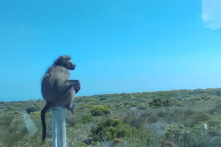 Full-Day Private Peninsula Tour: Cape of Good Hope, Penguin Colony & Muizenberg photo 2