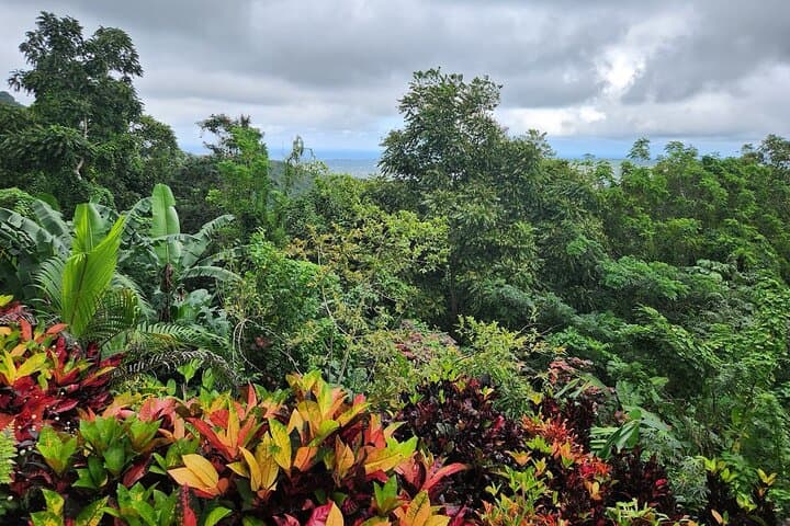 Ras Natango Gallery and Garden: Montego Bay's Hilltop Botanical Art Escape photo 4