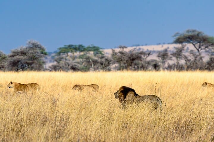 7-Day Tanzania Safari: Tarangire, Ngorongoro Crater & Serengeti Wildlife photo 2