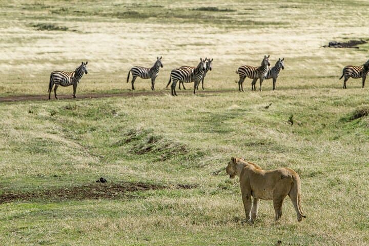 7-Day Tanzania Safari: Tarangire, Ngorongoro Crater & Serengeti Wildlife photo 3