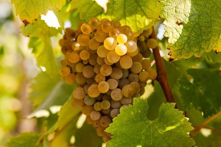 Douro Valley Green Wine Tour from Porto — Small-Group Day Trip photo 4
