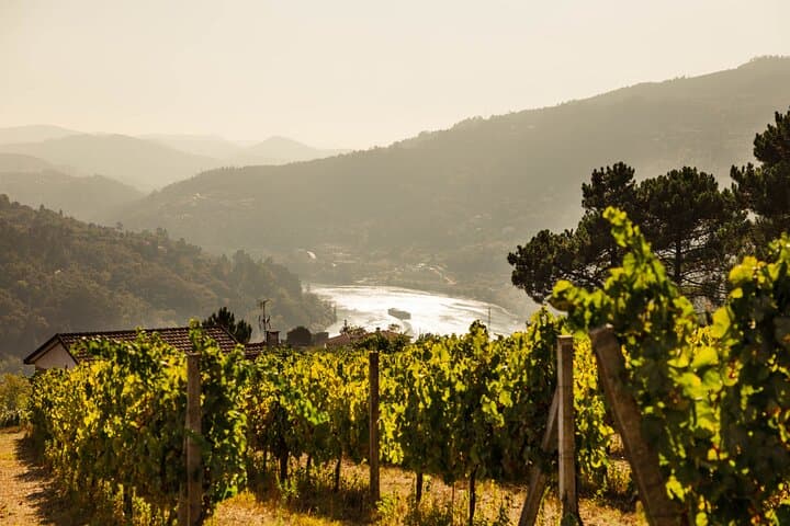 Douro Valley Green Wine Tour from Porto — Small-Group Day Trip