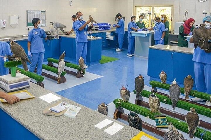 Inside the Abu Dhabi Falcon Hospital: A Hands-On Falconry Encounter photo 5