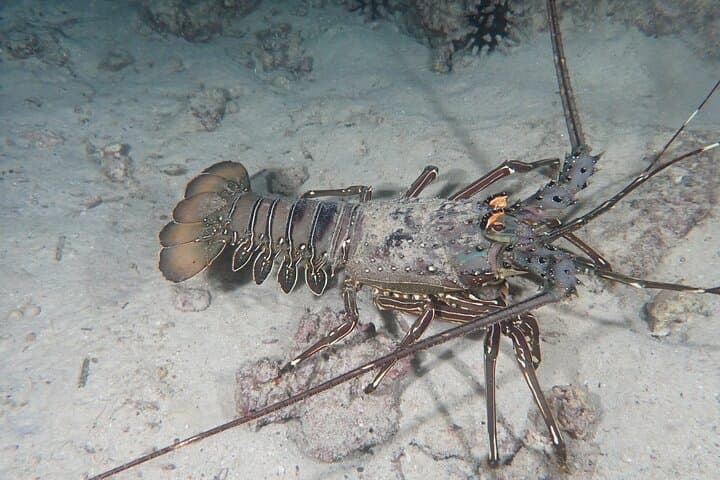 Night Dive Adventure in Academy Bay — Puerto Ayora After Dark photo 2