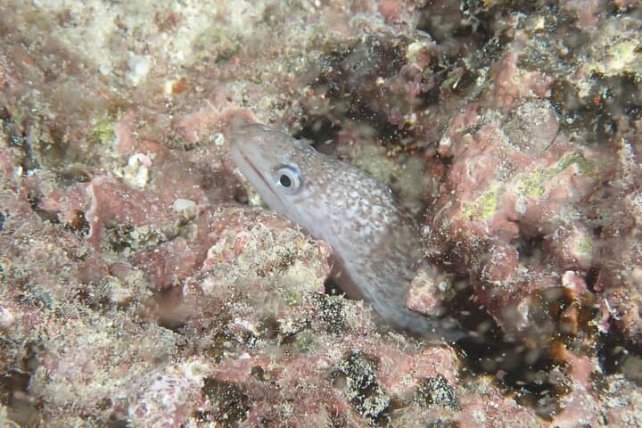 Night Dive Adventure in Academy Bay — Puerto Ayora After Dark photo 3