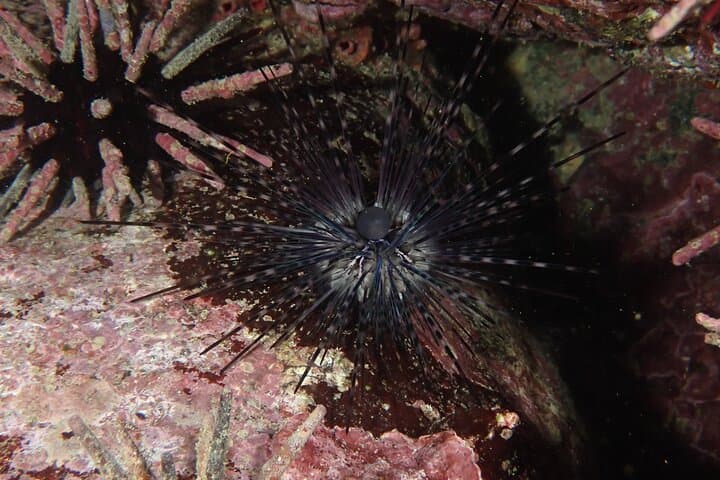 Night Dive Adventure in Academy Bay — Puerto Ayora After Dark photo 4