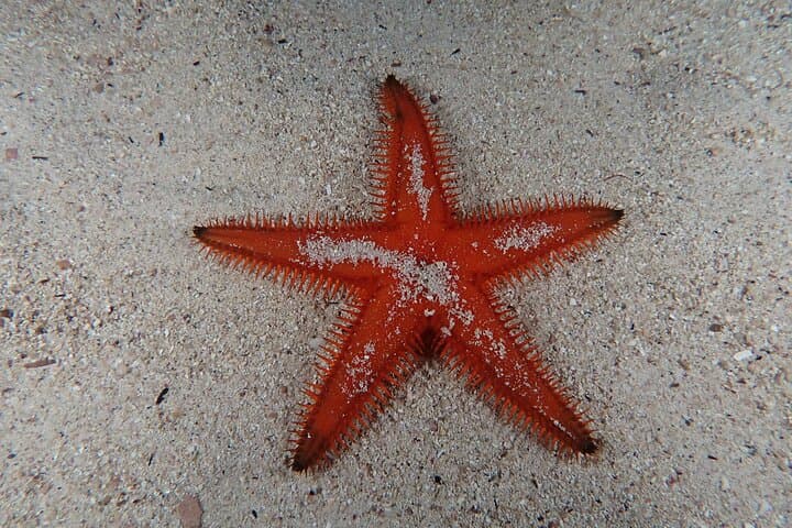 Night Dive Adventure in Academy Bay — Puerto Ayora After Dark photo 5