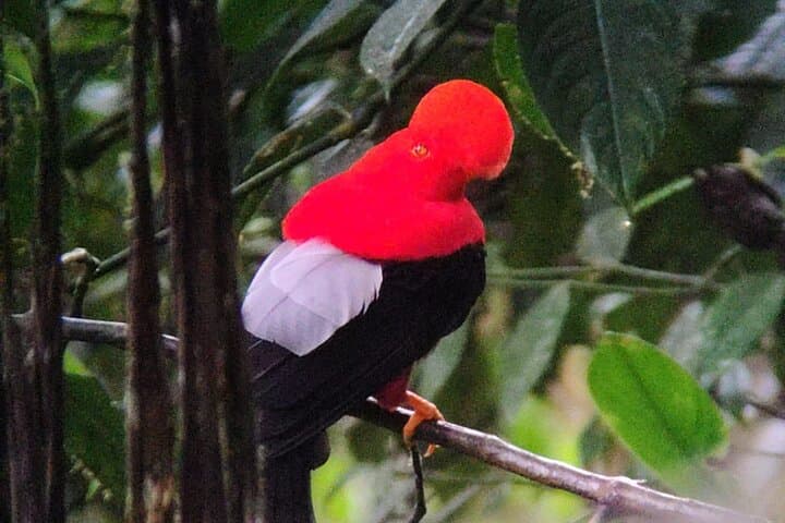 Mindo Andean Cock-of-the-Rock Tour: Cloud Forest Birdwatching