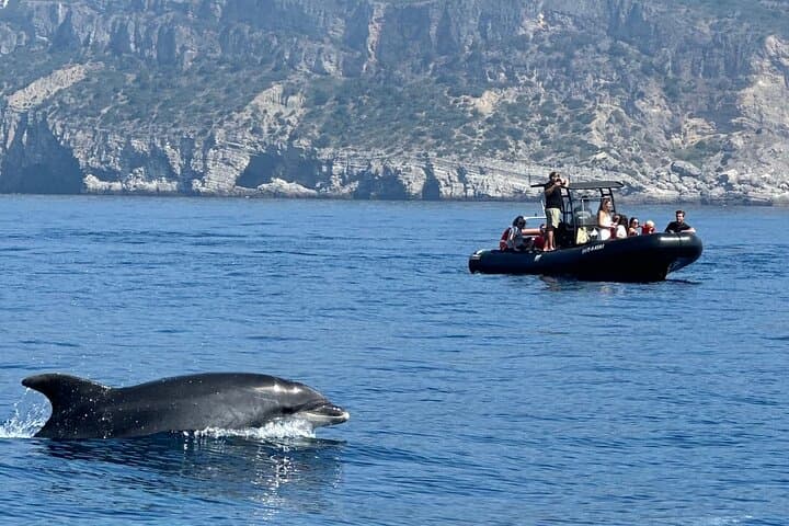 Sesimbra Dolphin Observation: Three-Hour Responsible Boat Tour on Portugal’s Costa photo 3