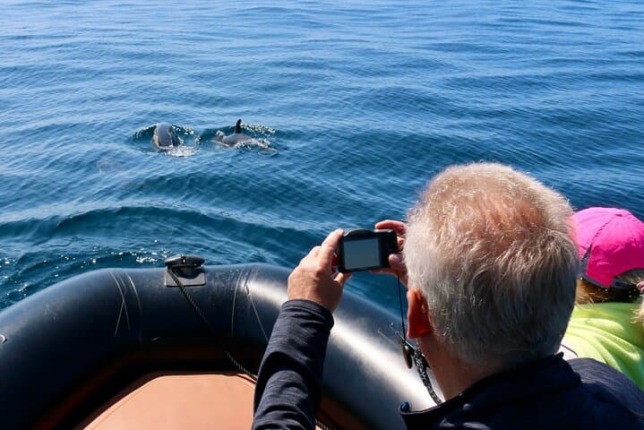 Sesimbra Dolphin Observation: Three-Hour Responsible Boat Tour on Portugal’s Costa photo 4