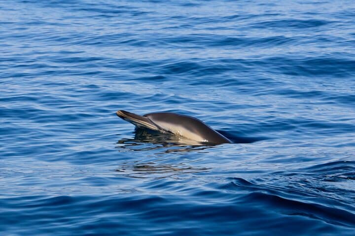 Sesimbra Dolphin Observation: Three-Hour Responsible Boat Tour on Portugal’s Costa photo 2