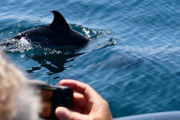 Sesimbra Dolphin Observation: Three-Hour Responsible Boat Tour on Portugal’s Costa