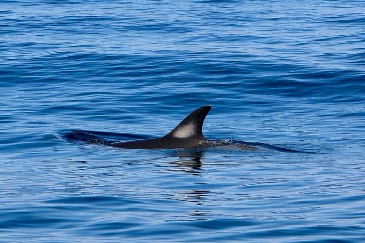 Sesimbra Dolphin Observation: Three-Hour Responsible Boat Tour on Portugal’s Costa photo 5