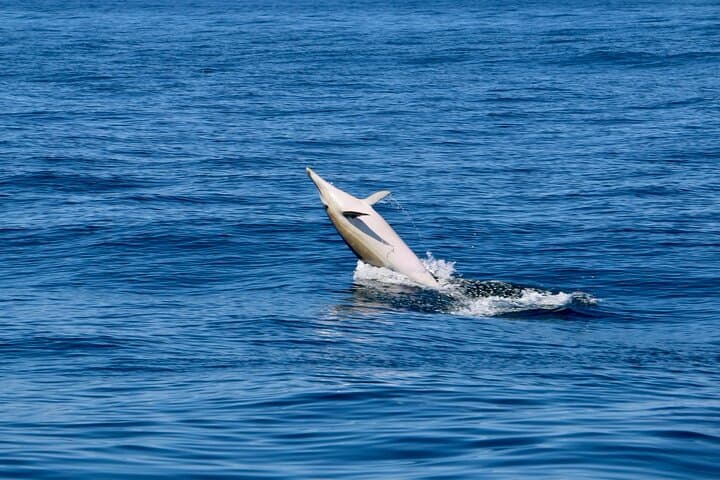 Sesimbra Dolphin Observation: Three-Hour Responsible Boat Tour on Portugal’s Costa photo 6