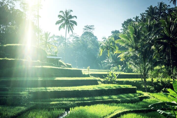 Private Bali Shore Excursion: Ubud Waterfalls, Monkey Forest & Tegalalang Rice Terraces photo 4