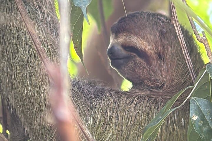 Private Manuel Antonio National Park Tour — Entry Included & Guided Wildlife Hike photo 3
