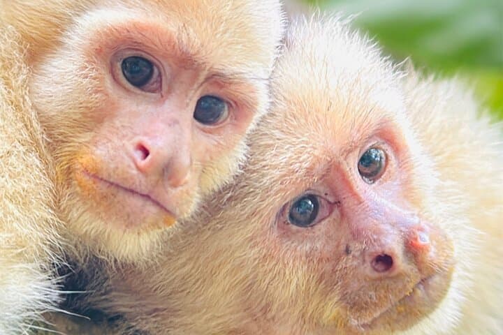 Private Manuel Antonio National Park Tour — Entry Included & Guided Wildlife Hike photo 4