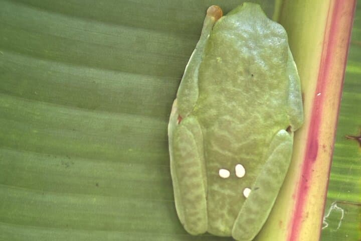 Private Manuel Antonio National Park Tour — Entry Included & Guided Wildlife Hike photo 5