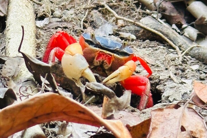 Private Manuel Antonio National Park Tour — Entry Included & Guided Wildlife Hike photo 6