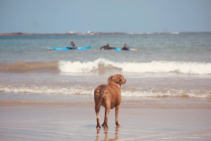 Private Tamarindo Surfing Class — 2-Hour Personalized Surf Lessons in Costa Rica photo 3