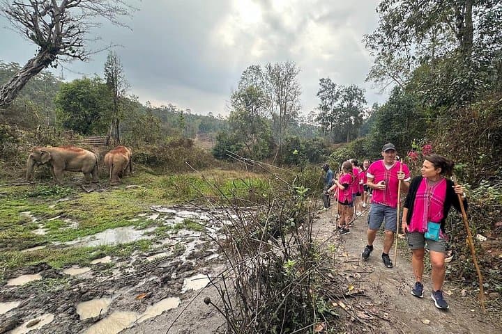 Chiang Mai Elephant Sanctuary and Doi Inthanon Hike: Pha Dok Siew, Twin Pagodas & Karen Coffee photo 3