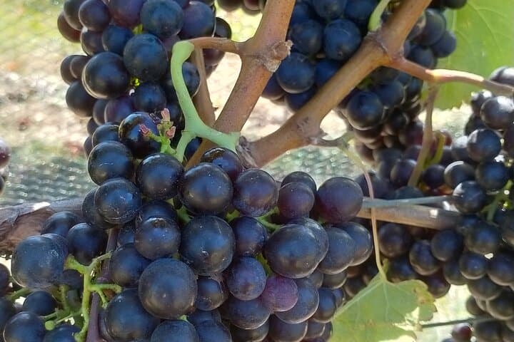 Private Martinborough Wine Tour: Barrel-Room Tastings and Vineyard Walks with a WSET3 Guide photo 2