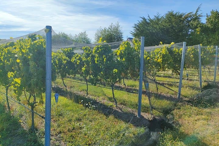 Private Martinborough Wine Tour: Barrel-Room Tastings and Vineyard Walks with a WSET3 Guide photo 4