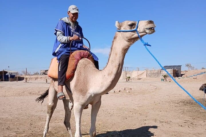Sunset Camel Ride in Marrakech's Palmeraie Oasis photo 3