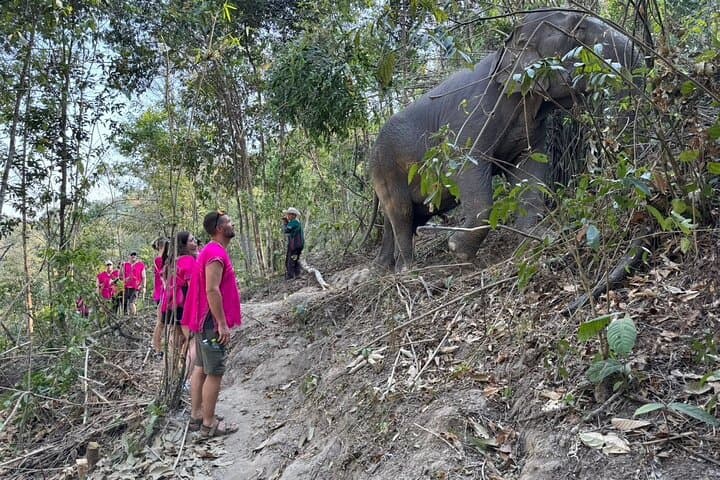 Ethical Elephant Observation Near Chiang Mai: Half-Day Sanctuary Experience photo 4