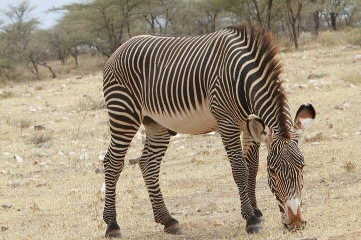 Sunset Big 5 Safari at Aquila with Wine Tasting from Cape Town photo 2