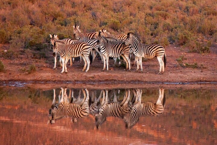 Sunset Big 5 Safari at Aquila with Wine Tasting from Cape Town photo 3