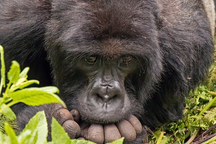 4-Day Akagera Safari and Gorilla Trekking in Volcanoes National Park photo 2