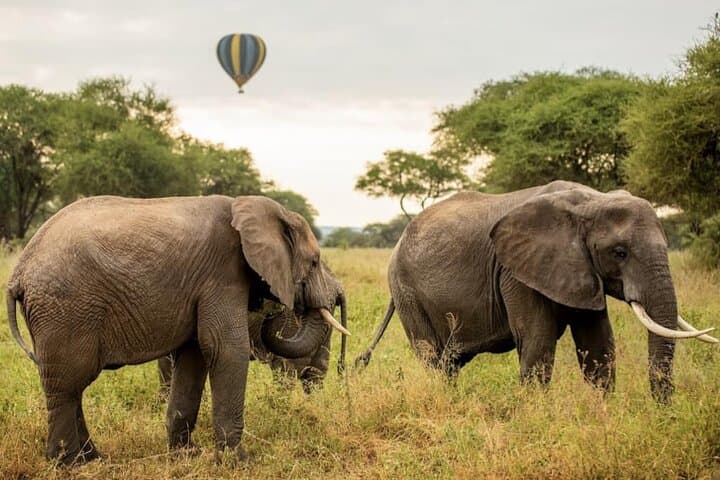 4-Day Private Safari to Serengeti & Ngorongoro Crater — Big Five, Tented Camps