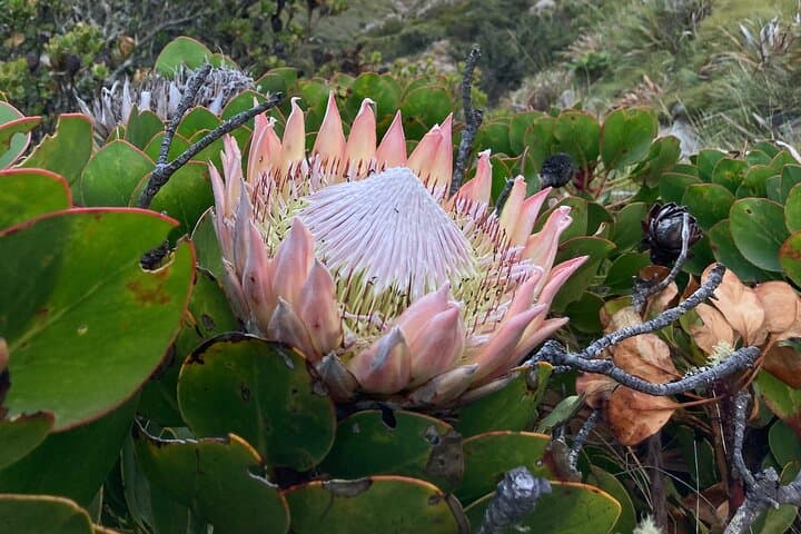 Table Mountain Kasteelspoort to Upper Cable Station: Camps Bay Back-Table Hike photo 4
