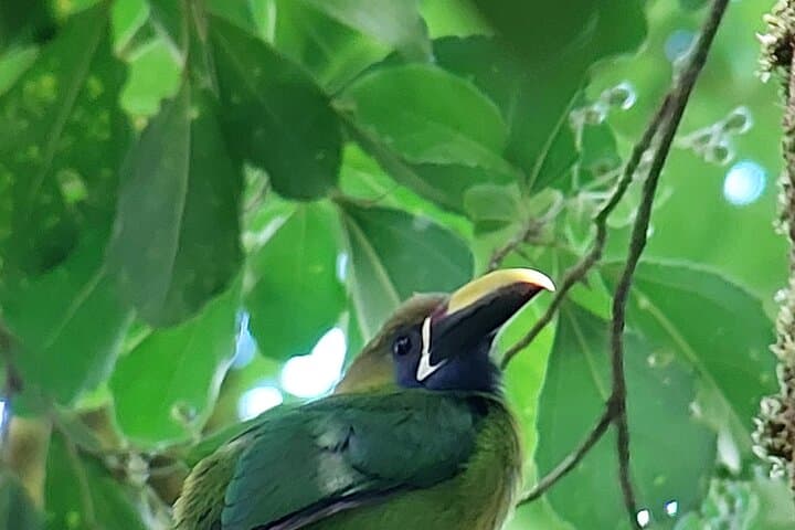 Guided Natural History Walk in Monteverde Cloud Forest Reserve photo 2