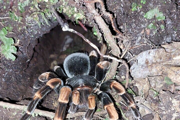 Guided Natural History Walk in Monteverde Cloud Forest Reserve photo 5