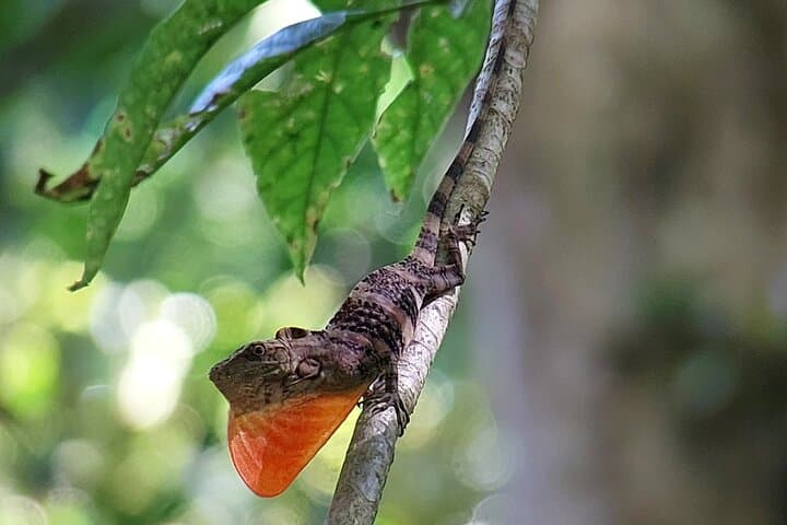 Guided Natural History Walk in Monteverde Cloud Forest Reserve photo 6