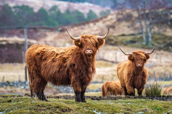 Loch Lomond & Highlands Day Tour from Edinburgh — Hairy Coos, Luss and the Kelpies photo 3