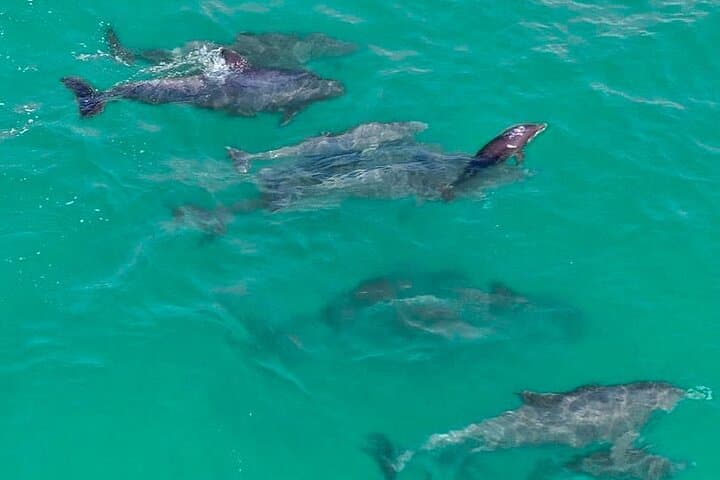 Destin Jet Ski Dolphin Tour: 2-Passenger Guided Ride from Gilligan’s Watersports photo 3