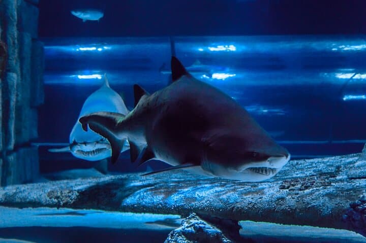 Antalya Aquarium & Wax Museum: Skip-the-Line Konyaaltı Combo photo 3