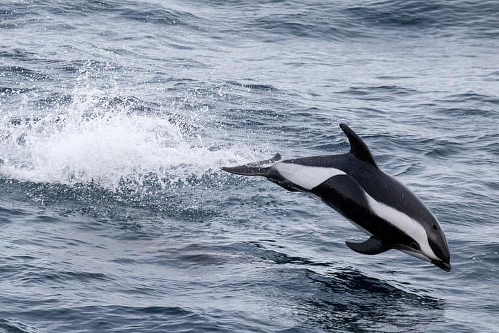Alta Fjord Whale Safari — Winter Whale Watching in Northern Norway