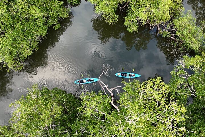 Silent Kayak: Exploring the Mangroves of Bahía Muertos, Chiriquí photo 4