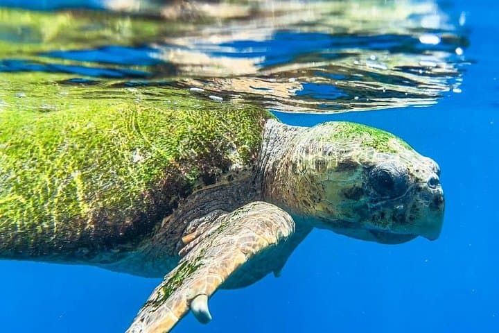 Clear-Water Snorkel Tour in Santa Maria, Sal — See Turtles & Underwater Statues photo 2