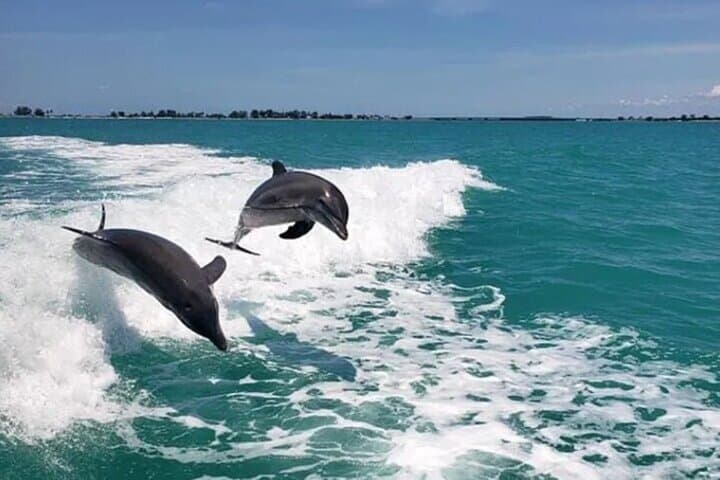 Clearwater Beach Dolphin Adventure Cruise — Flippers Fun Boat Tours photo 4