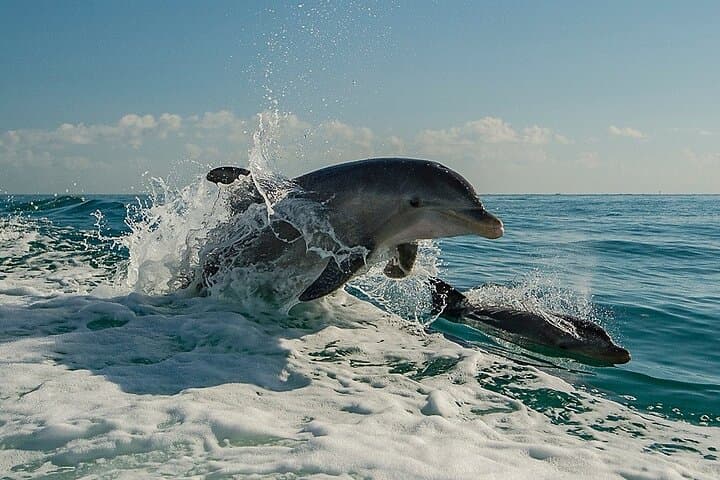 Clearwater Beach Dolphin Adventure Cruise — Flippers Fun Boat Tours