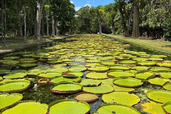 North Mauritius Day Tour — Port Louis Market, Pamplemousses Botanical Garden & Cap Malheureux photo 3