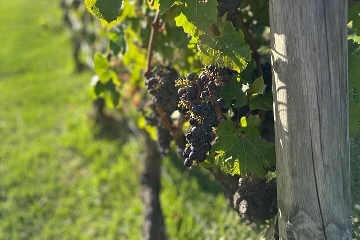 Luxury Cape Town Wine Tour: Three Tastings in Stellenbosch & Franschhoek photo 5