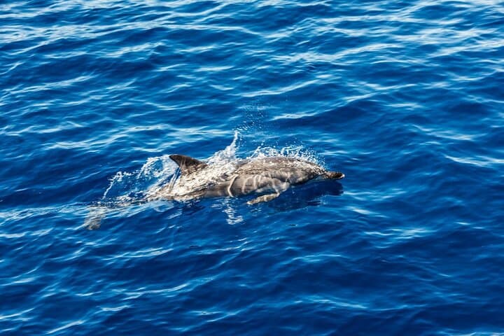 Ortigia Blue Cave and Dolphin Boat Tour from Syracuse