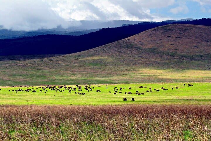 3-Day Safari: Lake Manyara, Ngorongoro Crater & Tarangire National Park photo 2